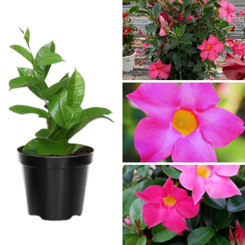Mandevilla Plant Live, 4 to 7 Inc Tall Seedling, Pink Mandevilla Vine Plants, Perennial Flower Mandevilla Starter Plant Indoor Outdoor Planting