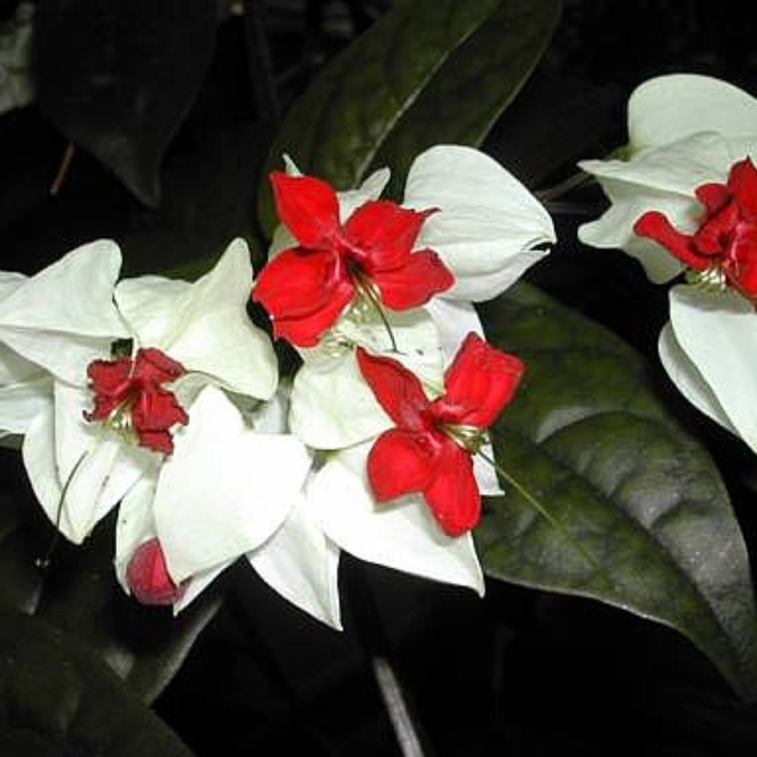 2 Clerodendrum Live Plants, Clerodendrum Thomsoniae White Blooms, 5-9 Inc Tall