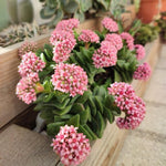Spring Crassula Succulent Plants Live in 2" Pot, 3-5 Inches Tall, Rare Houseplant for Indoor Outdoor Planting