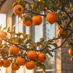 4 Cold Hardy Persimmon Tree Bare Roots, Persimmon Fruit Tree Seedlings 6-12 Inches, Outdoor Planting, Winter Dormant