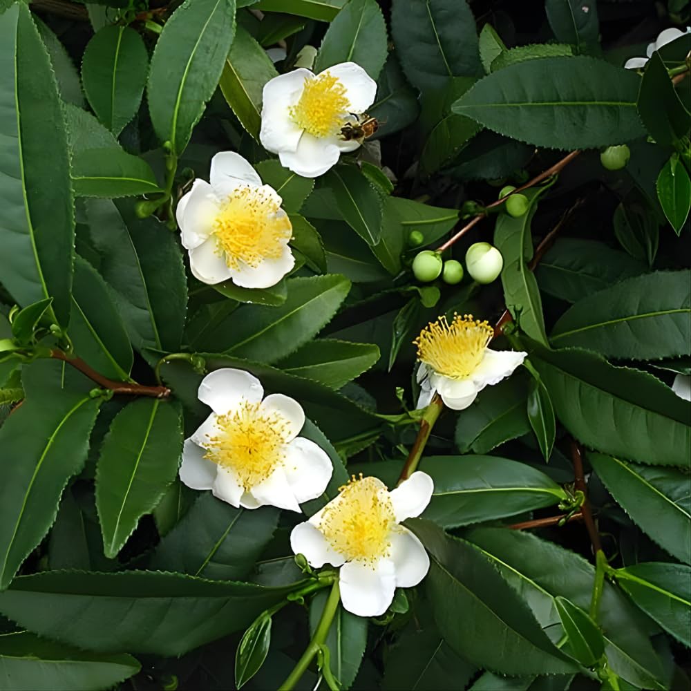 Camellia Plants Live, Camellia Sinensis Tea Live Plant, Green Foliage Bush, 9-12 Inches Tall for Indoor Outdoor Gardening