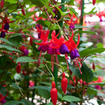 2 Purple Fuchsia Plants Live, Live Fuchsia Plant, 3 to 5 Inches Tall, Red White Flower Plant