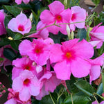 2 Pink Mandevilla Bush Plants, 5 to 7 Inc in Height, Mandevilla Live Plant, Mandevilla Plants Live