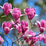 Dormant Ann Magnolia Tree Live Plant 4-8 Inches, Pink Blooms Magnolia Bush, Fragrant Magnolia for Growing