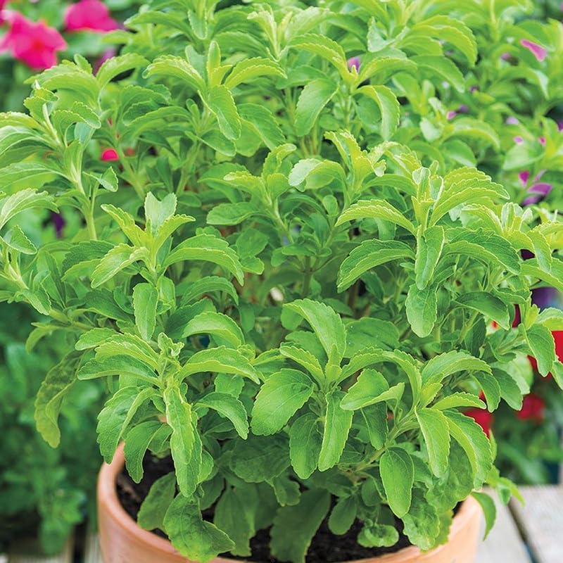 Pack 4 Sweet Stevia Live Plants, Perennial Herb for Planting, Stevia Mint Plants 4'' Pot