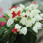 2 Clerodendrum Live Plants, Clerodendrum Thomsoniae White Blooms, 5-9 Inc Tall
