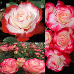 Climbing Rose Live Plant, 6 Months Old Starter, Fragrant Purple Climbing Roses for Planting Outdoor, No Pot (Dark Night)
