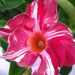 2 Mandevilla Live Plants, Flowering Mandevilla Plants, 5-9” Height, Mandevilla Trellis Vines for Outdoor Garden and Containers (Stripes Mandevilla)