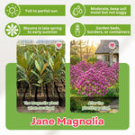 Jane Magnolia Tree in Gallon Pot, Live Flowering Magnolia Tree, Hardy Ornamental Shade Trees with Fragrant Blooms