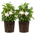 Set 2 White Fuchsia Plants Live 4-7 Inches Tall, Colorful Hanging Flower Plants for Patio, Garden and Containers