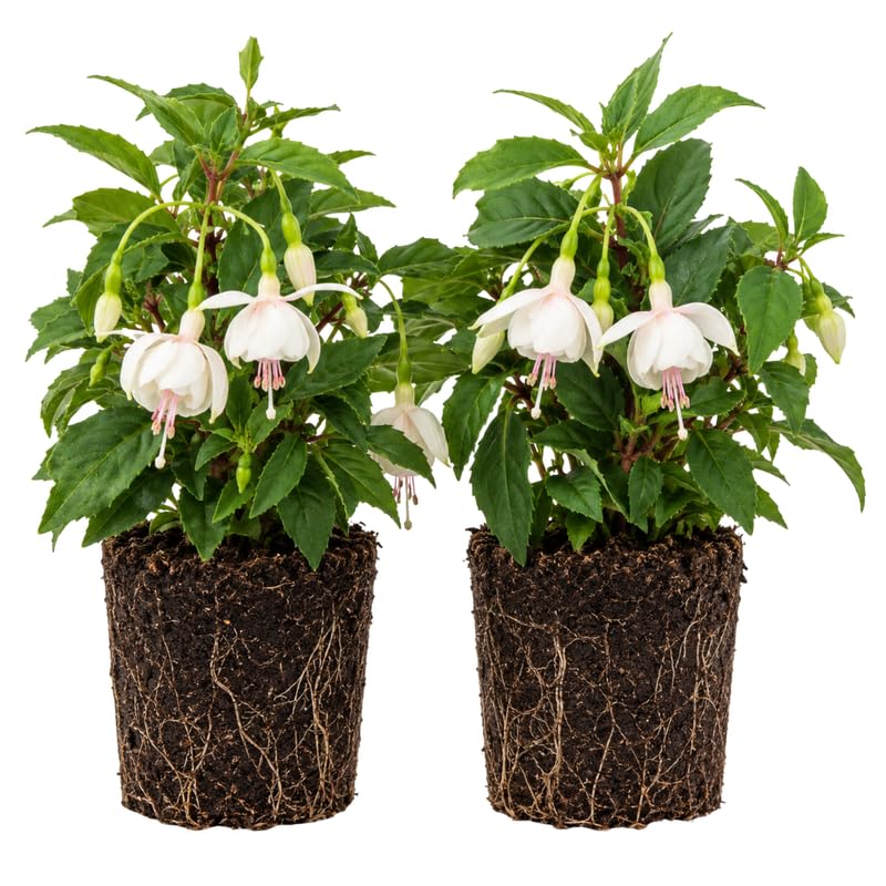 Set 2 White Fuchsia Plants Live 4-7 Inches Tall, Colorful Hanging Flower Plants for Patio, Garden and Containers