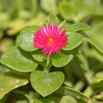 Red Ice Plant Live, Perennial Ice Plant Ground Cover for Planting 4 Inch Pot