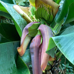 Dwarf Cavendish Banana Tree Live Plant, Edible Fruit, 4-6" Tall