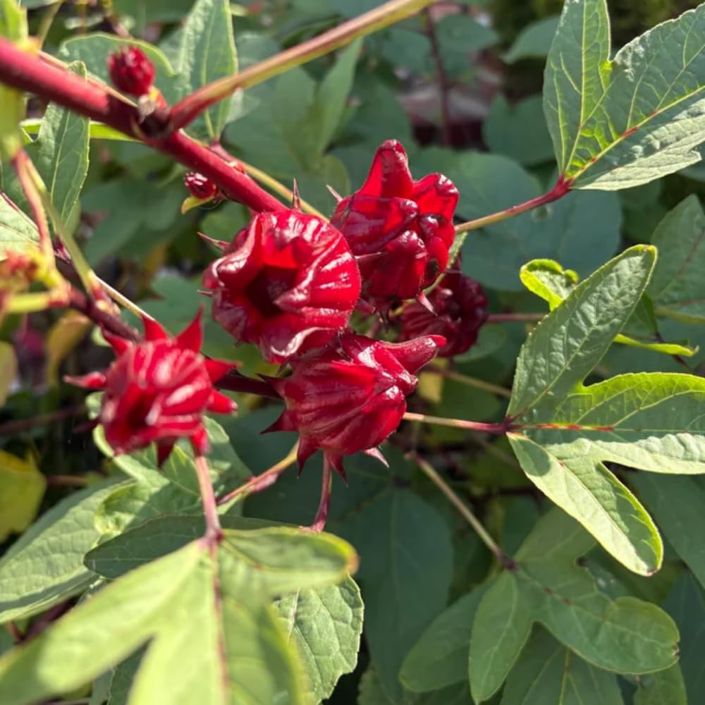 Roselle Hibiscus Plant Live, Hibiscus Sabdariffa Plant, Red Sorrel Jamaica Live Plant in 4 Inches Pot, 6-8 Inc Tall, Red Roselle Seedling for Indoor Outdoor Growing