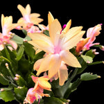 2 Yellow Christmas Cactus Live Plants, Easy Care Houseplant, 4-7'' Tall