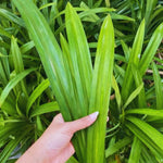Pandan Plant Live, Pandanus Amaryllifolius Live Plant, 5 to 7 Inc Tall, Well Rooted Outdoor Garden