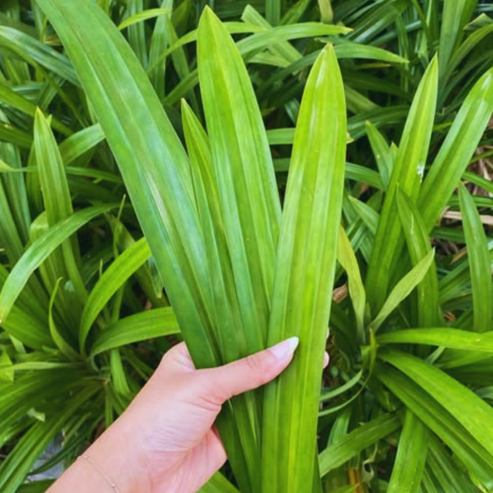 Pandan Plant Live, Pandanus Amaryllifolius Live Plant, 5 to 7 Inc Tall, Well Rooted Outdoor Garden
