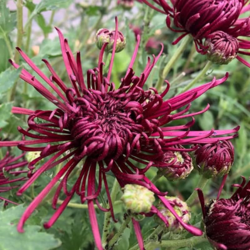 Pack 3 Dark Burgundy Chrysanthemum Plants, Mums Plants Live, 3 to 6 Inch Tall Garden Mum Live Plant, Vibrant Fall Blooms, Hardy Chrysanthemum Flowers, No Pot