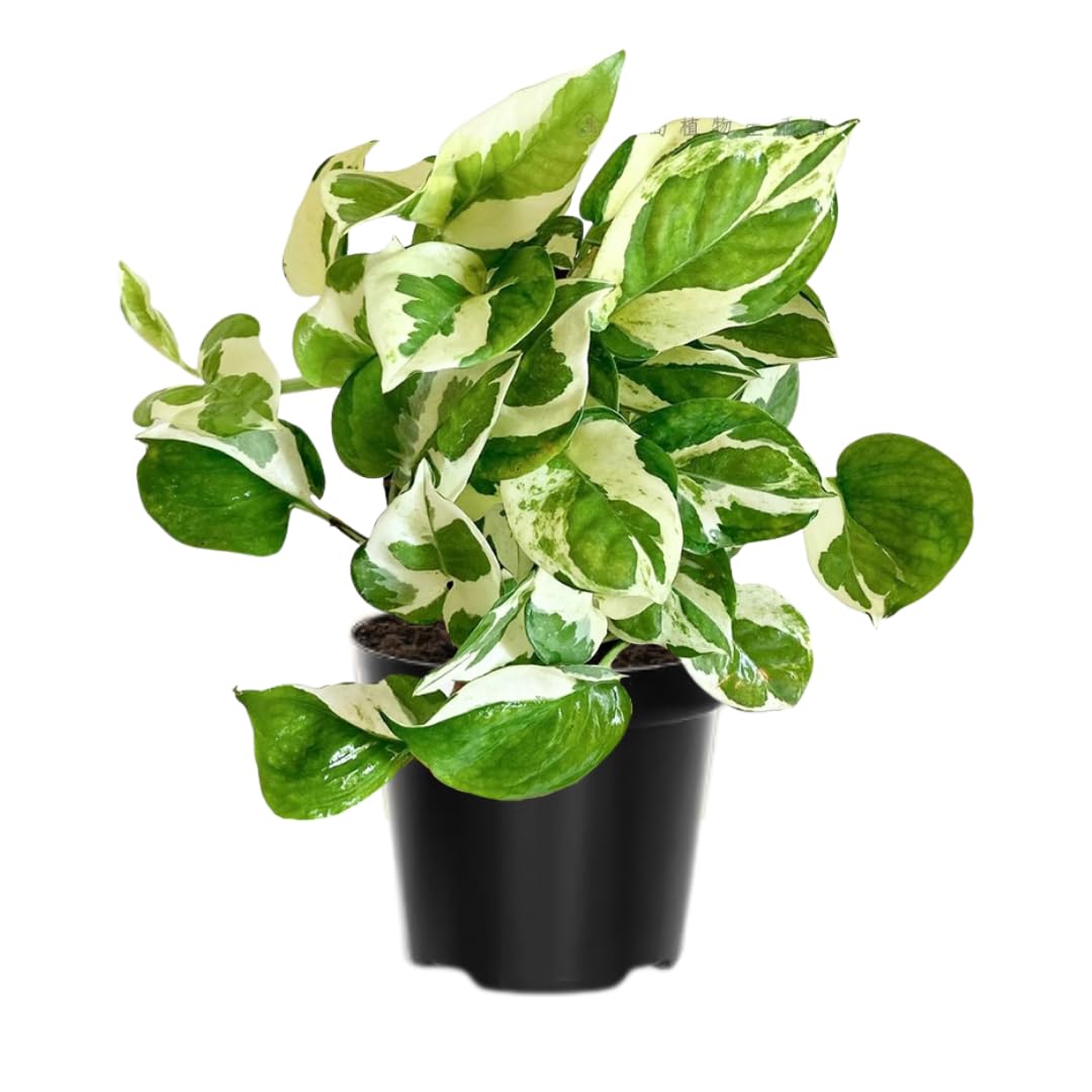 Live Pothos Plant, Pothos Live Plant from 5 to 7 Inc Tall, Houseplant Plant Gardening, 4 Inc Pot (Variegated)