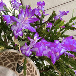 Christmas Cactus Plants Live, Thanksgiving Cactus Easter Cactus Like, 4-8 Inc Tall, Cold Hardy, Holiday Cactus for Indoor Outdoor Planting, Starter Size (Purple)