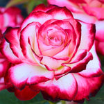 Rose Plant Live for Planting, Bareroot 6-10 Inch Tall, Climbing Vine Bush Shrub for Flowering (Cherry Rose)