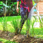 Pack 5 Lemongrass Live Plants, 5-7 Inch Height, Lemongrass Herbs Stalks Well-Rooted, Tropical Grass Plants for Planting Outdoor
