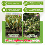 White Magnolia Tree in Gallon Pot, Live Flowering Magnolia Tree, Hardy Ornamental Shade Trees with Fragrant Blooms