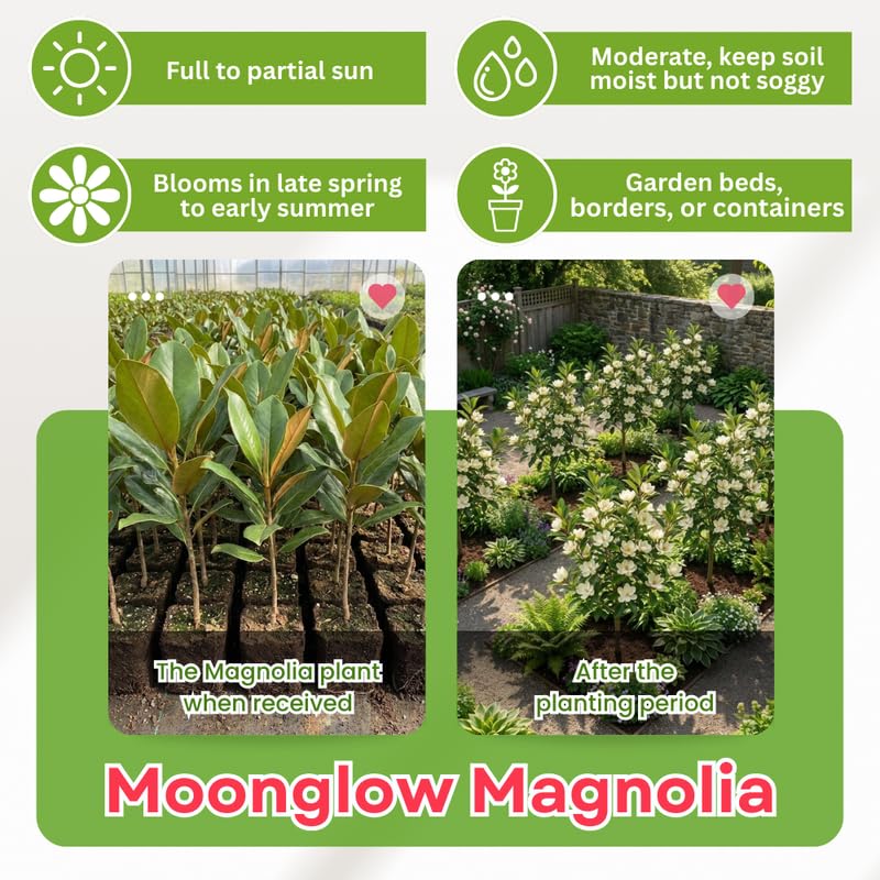 White Magnolia Tree in Gallon Pot, Live Flowering Magnolia Tree, Hardy Ornamental Shade Trees with Fragrant Blooms