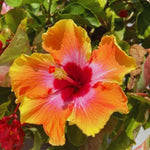 Hardy Hibiscus Plant Live, Yellow Orange Hibiscus Tree Live Plant from 8 to 10 Inches Tall, Perennial Hibiscus Flower