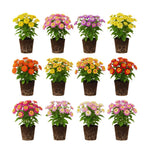 Set 4 Mix Trailing Lantana Plants Live, 4 to 7 Inc Tall, Rose Lantana Live Plants for Planting Vibrant Perennial Flower Garden