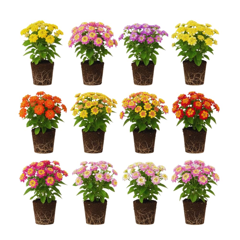 Set 4 Mix Trailing Lantana Plants Live, 4 to 7 Inc Tall, Rose Lantana Live Plants for Planting Vibrant Perennial Flower Garden