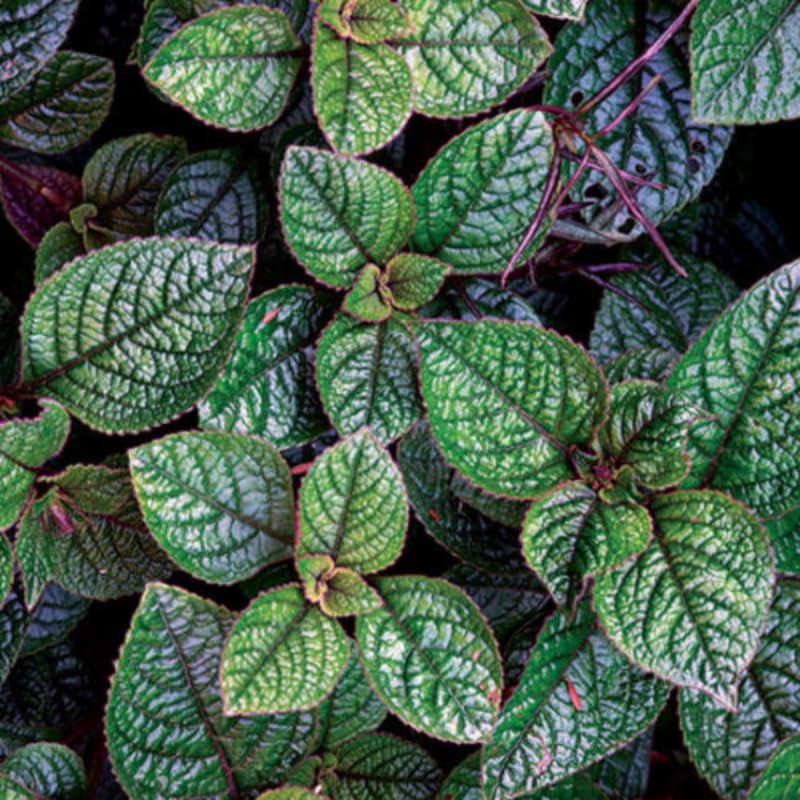 2 Plectranthus Swedish Ivy Plants Live to Grow, in 4 Inch Pot, Swedish Ivy Mint Starter Plants, 4-6" Tall (Purple Swedish Ivy)