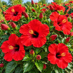 3 Hardy Hibiscus Live Plants, Flowering Shrub, Red Blooms, 4-7"