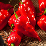 1 Large Plant Dragon Breath Pepper Live Plants Per Pot, 100 Days Old Pepper Plant Well Rooted Seedlings, Hot Peppers for Year Round Harvesting