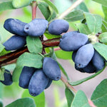 Blue Honeyberry Plant, Perennial Sweet Berry Bush, Size 6-8 Inch Tall Cold-Hardy Blue Honeyberry Bush, 1 Year Old Haskap Plant
