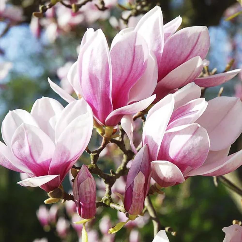 Magnolia Tree, Magnolia Flowering Shrub Bush in 2.5'' Pot, Well Rooted Magnolia to Grow in Container, Garden (Saucer Magnolia)