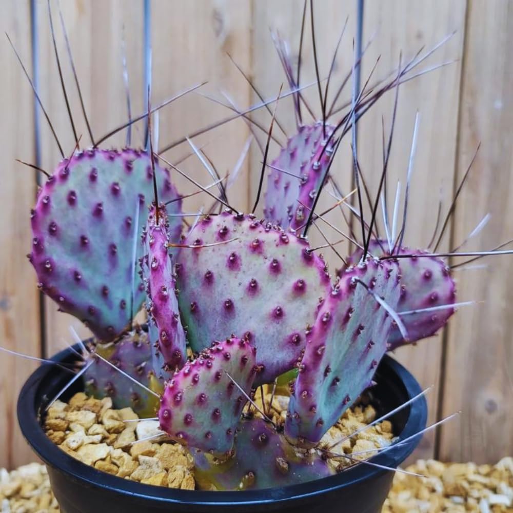 Purple Prickly Pear Cactus Plant Live, Succulents Plant Live, 3 Inc Potted, Gardening Growing