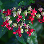Set 2 Red Purple Bleeding Heart Vine Plants Live, Clerodendrum Live Plant, Bleeding Heart Live Plant - 6-8 Inch Plant, Long Blooming, Perennial