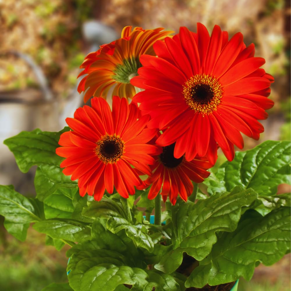 Pack of 2 Daisy Plants, Red Gerbera Daisy Live Plants, Gerbera Daisy Plants Live, 5 to 7 Inches Tall, Daisy Live Plant, Daisy Plants Live for Growing Outdoors, No Pot