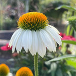 White Coneflower Plant, Echinacea Flowering Plants Live, Indoor Outdoor Planting 5 Inch Tall