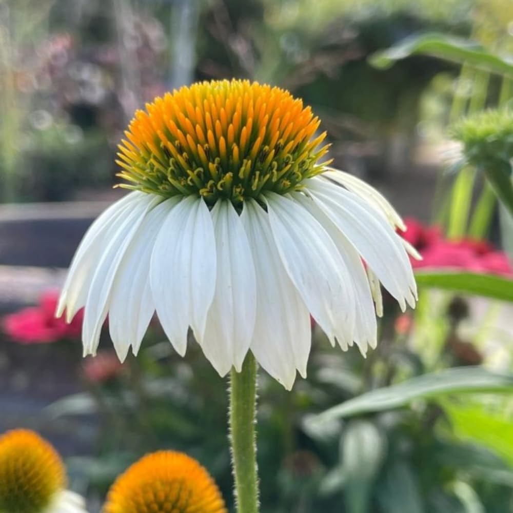 White Coneflower Plant, Echinacea Flowering Plants Live, Indoor Outdoor Planting 5 Inch Tall