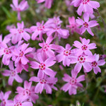 Set 2 Creeping Phlox Live Plants, Perennial Phlox Flower Ground Cover Plant, Hardy Creeping Phlox 5-8 Inches (Light Pink)