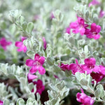 4 Fragrant Sage Salvia Live Plants, Planting in Spring Sage Plants Live, 5 to 10 Inches in Tall, Change Color (Dwarf Texas)