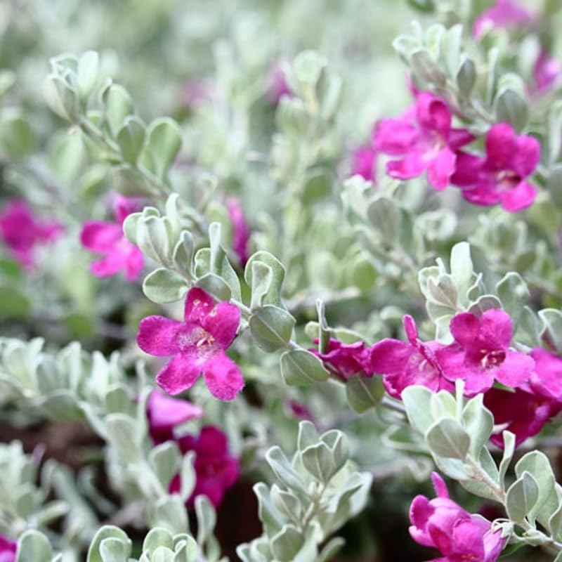 4 Fragrant Sage Salvia Live Plants, Planting in Spring Sage Plants Live, 5 to 10 Inches in Tall, Change Color (Dwarf Texas)