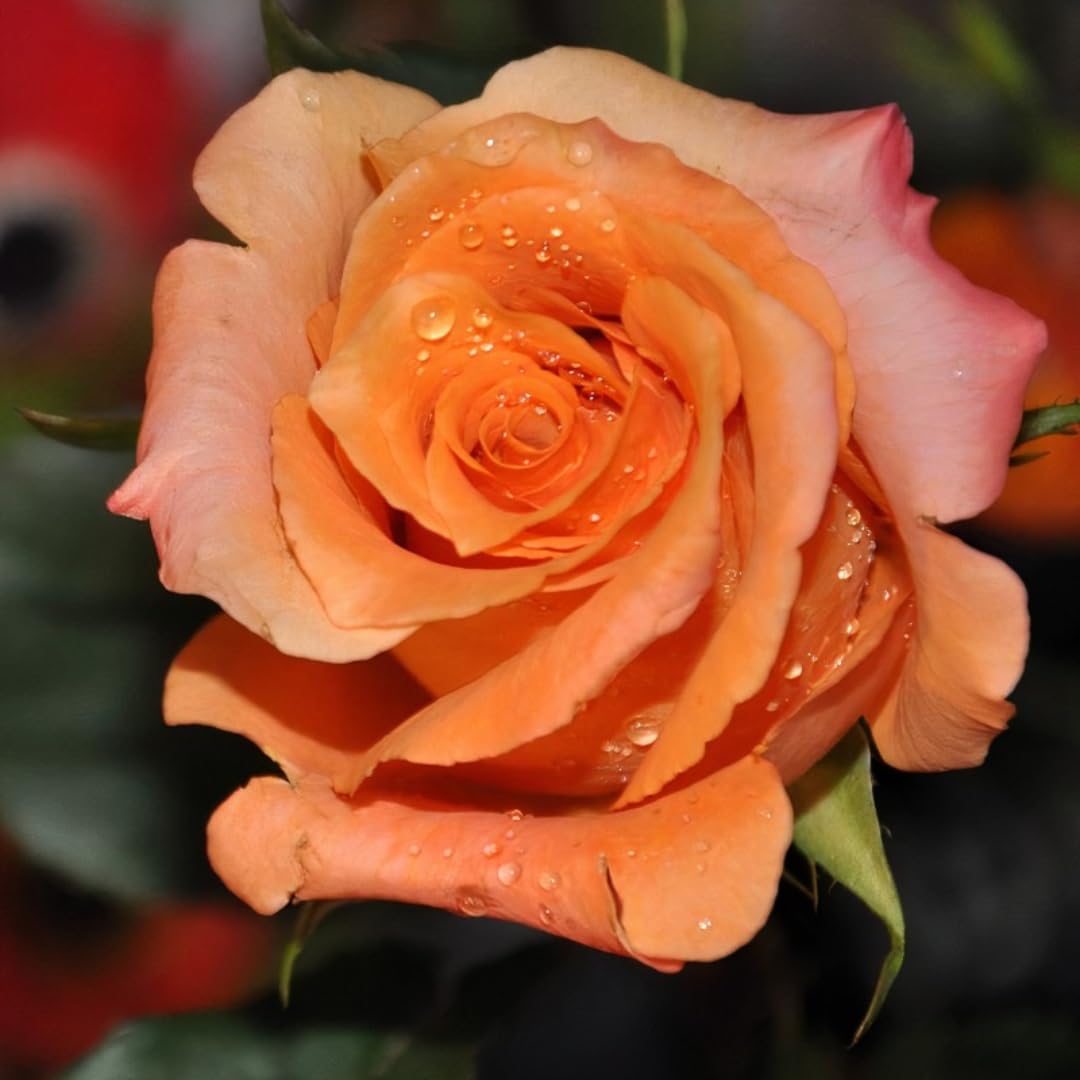 Rose Live Plant for Planting, Rose Bush Ready to Plant, 5-8 Inch Tall, Fragrant Rose Flowers (Orange)