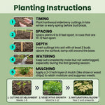 Set 10 Elderberry Cuttings for Planting, Elderberry Plant Live, 6-8 Inches Long, Sweet Berries Fruit Tree for Outdoor Garden