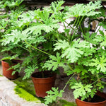 3 Citronella Plants Live 4-6 Inches, Fragrant Citronella Geranium Plants Well Rooted, Perennial Garden Plant