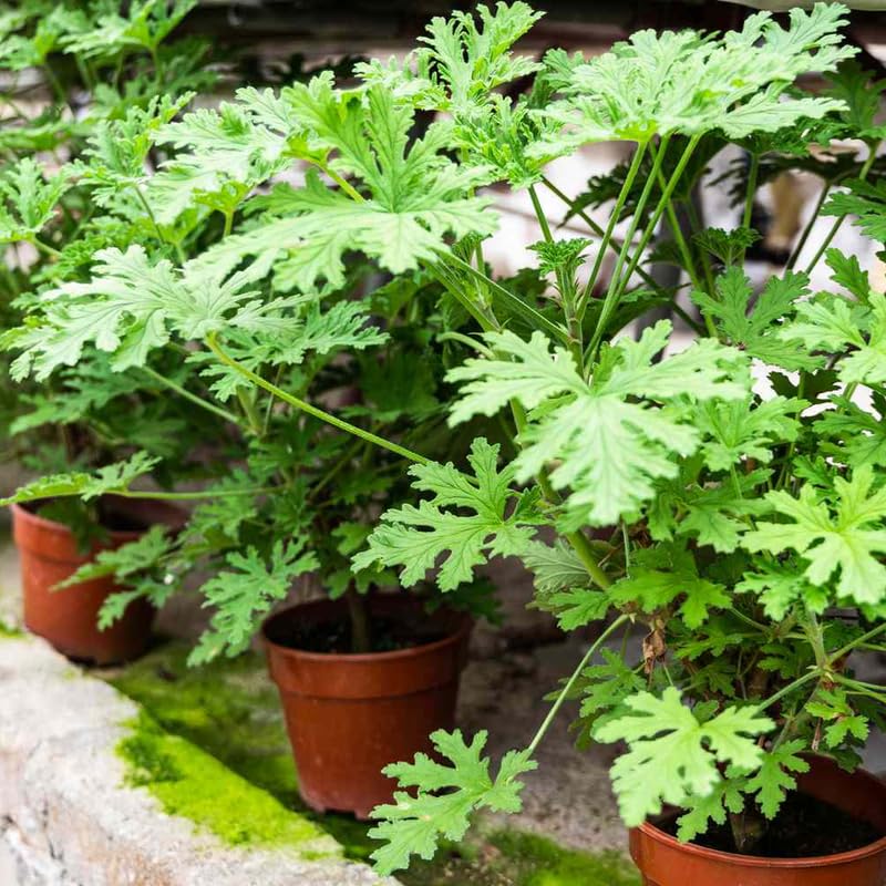 3 Citronella Plants Live 4-6 Inches, Fragrant Citronella Geranium Plants Well Rooted, Perennial Garden Plant
