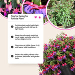 Purple Fuchsia Plant Live 4'' Pot, Hardy Flowering Fuchsia Starter 3-6'' Tall, Hanging Basket or Patio Garden Plants, 2 Plants per Pot