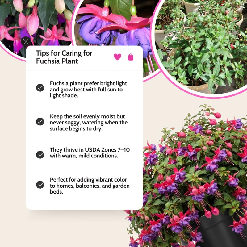 Purple Fuchsia Plant Live 4'' Pot, Hardy Flowering Fuchsia Starter 3-6'' Tall, Hanging Basket or Patio Garden Plants, 2 Plants per Pot